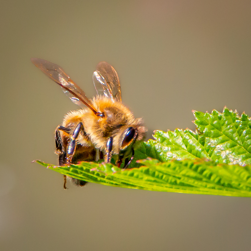 Busy Bee Takes a Break