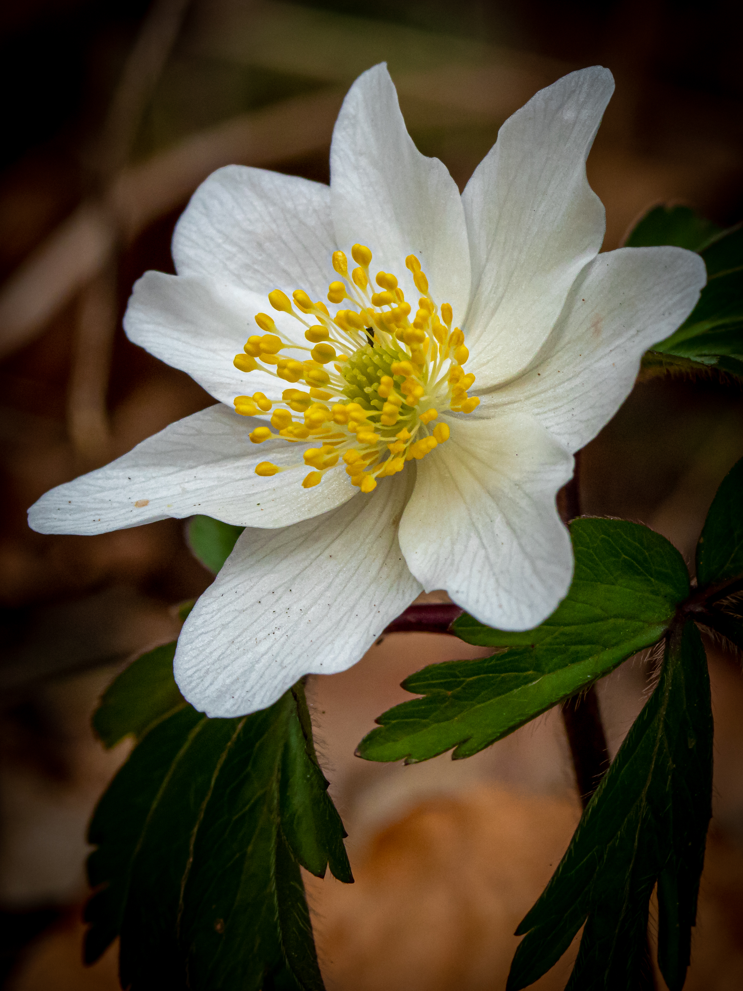 Wood Anemone Trembles in the Wind
