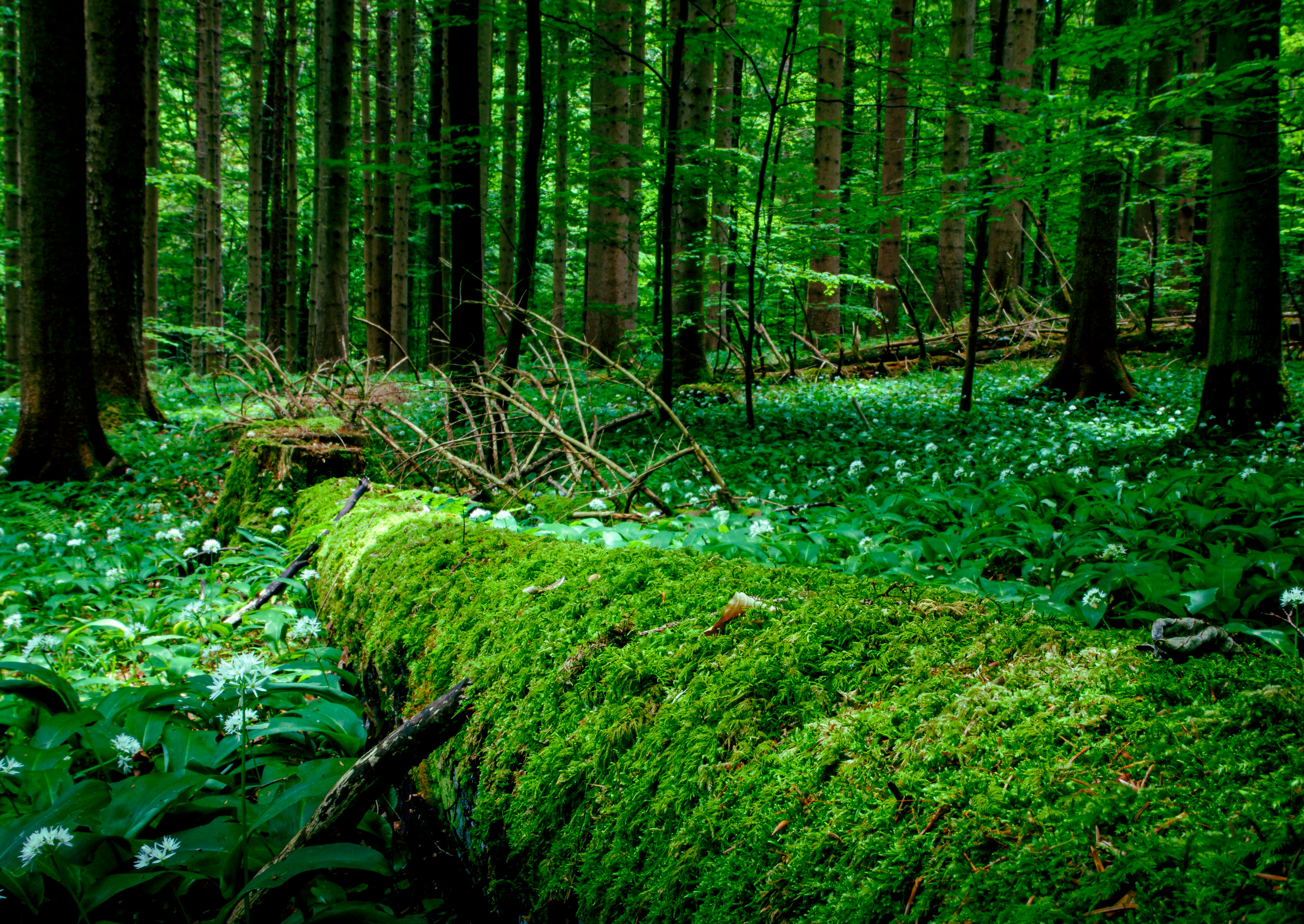 Releax in the green forest