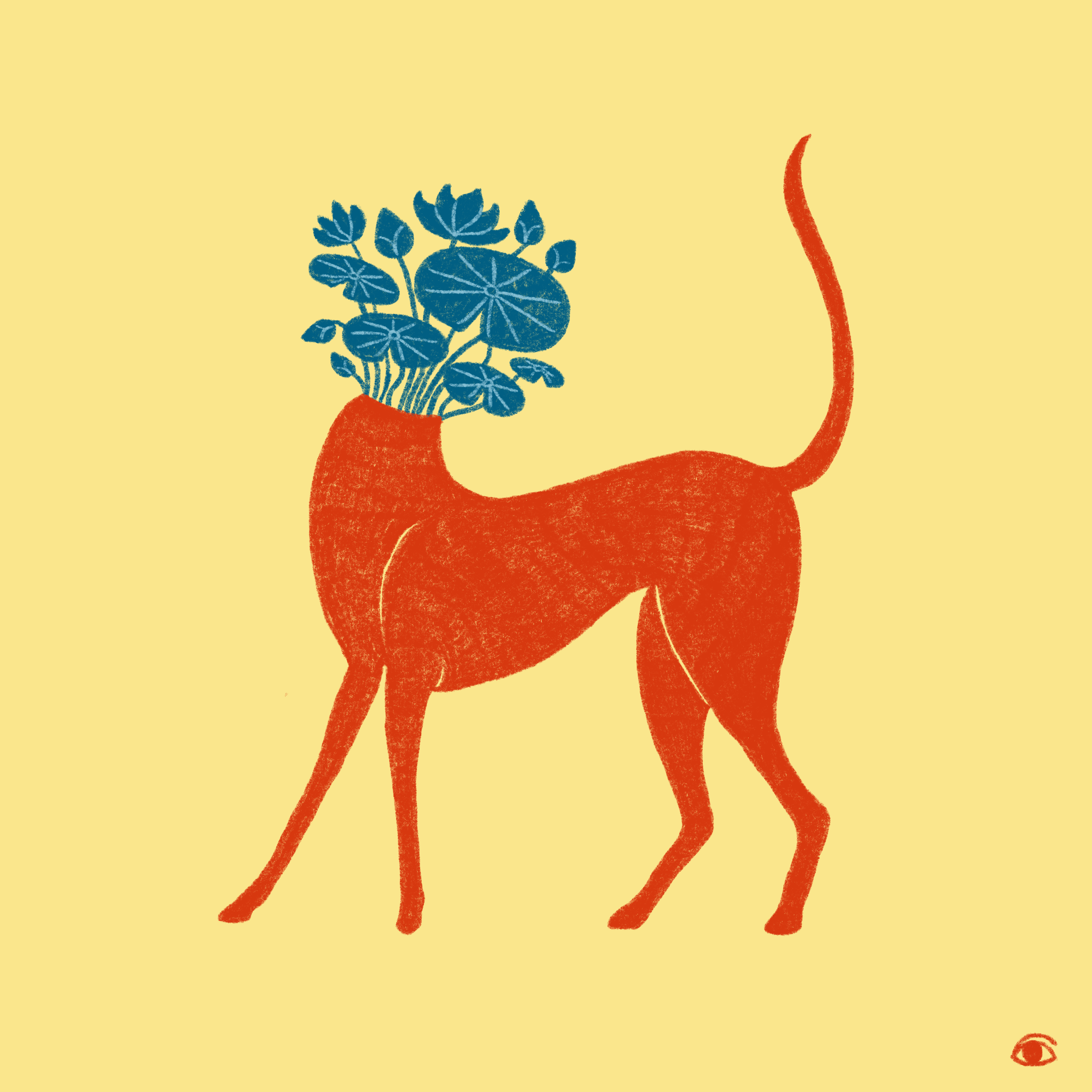 Orange Greyhound Plant