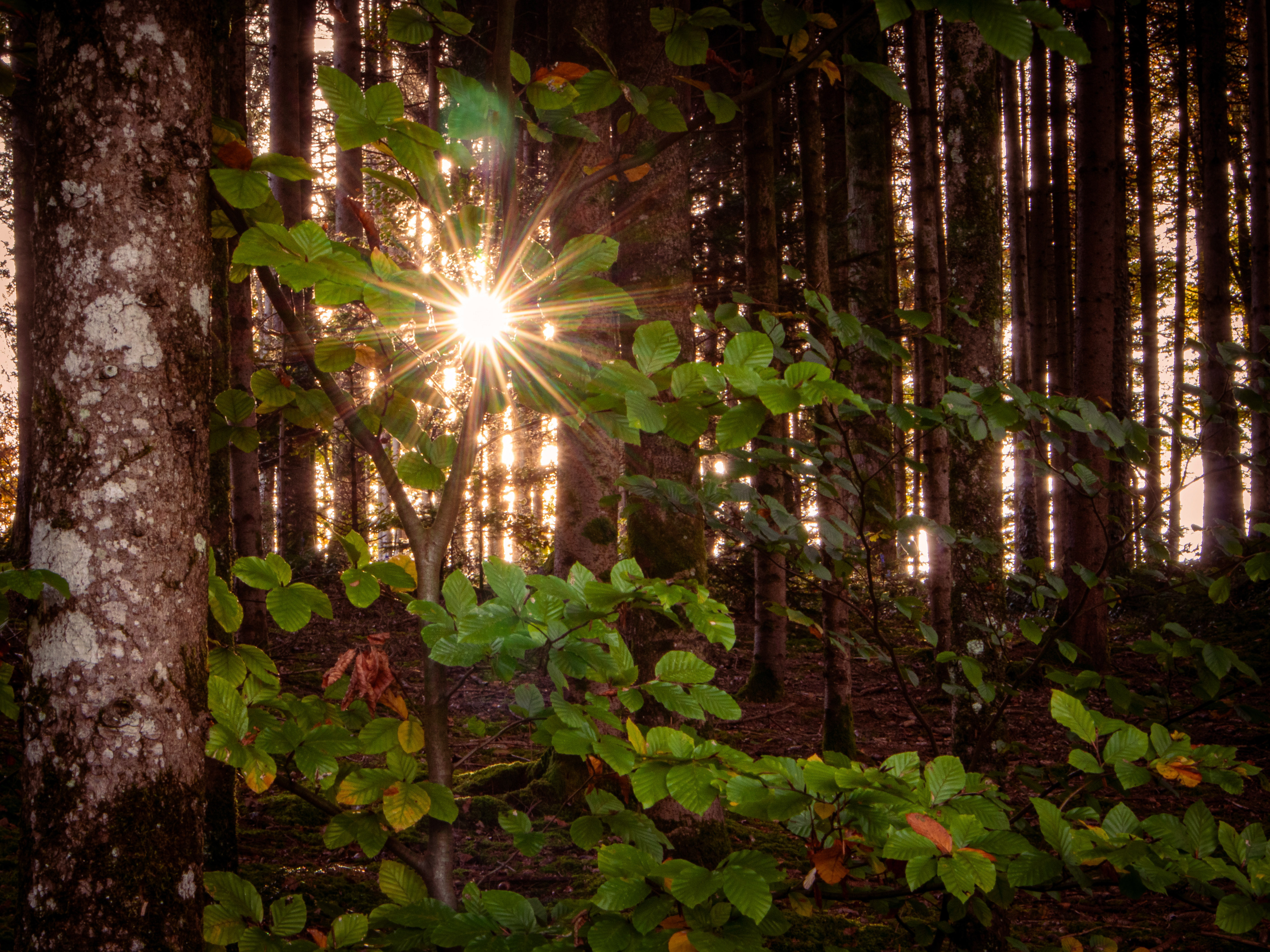Light in Dark Forest