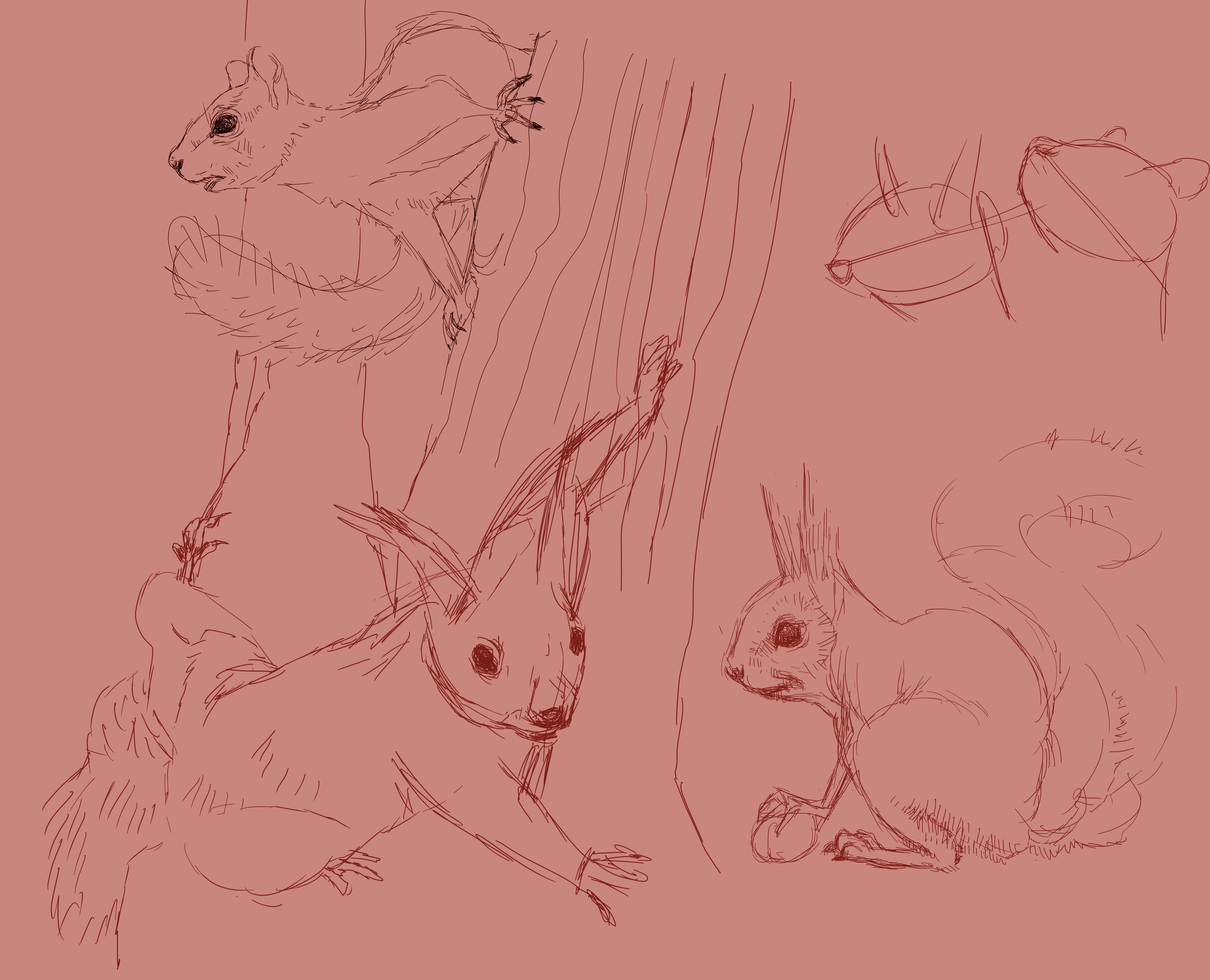 Squirrel studies